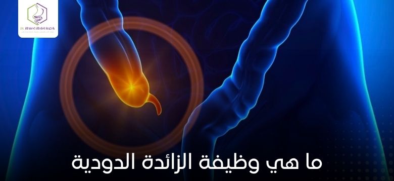 ما هي وظيفة الزائدة الدودية